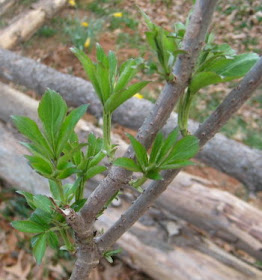 Elderberry bush