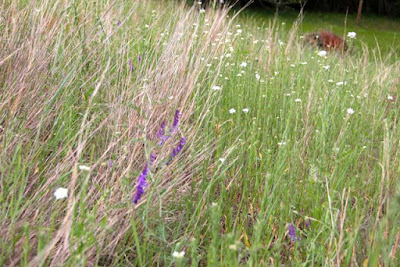 a field with alyssum and vetch