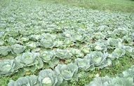 Keren 22+ Tanaman Sayur Umbi
