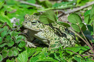 sapo-corredor-bufo-calamita-