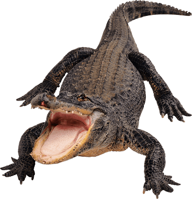 alligator clip clipart 