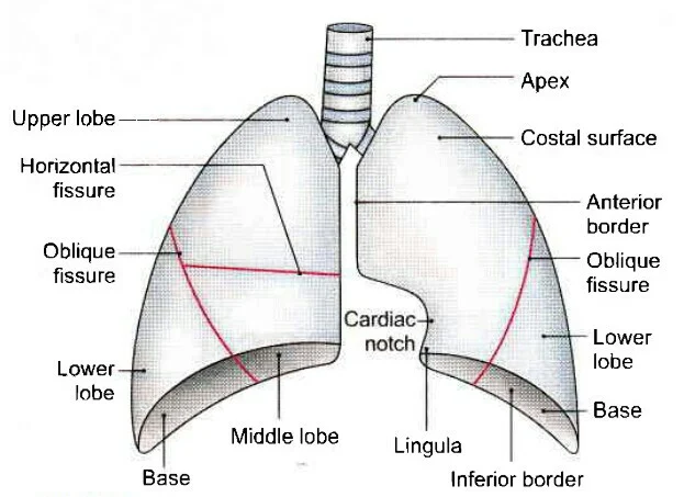 Front of lungs, lungs with trachea