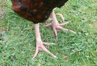 Some evolutionists claim that since birds have scales on their feet, they evolved from dinosaurs. There are many reasons this is ridiculous.