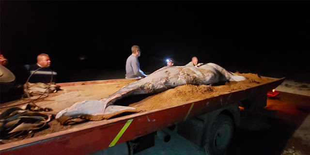 Dead baby whale found stranded off the sea of Karpaz in North Cyprus