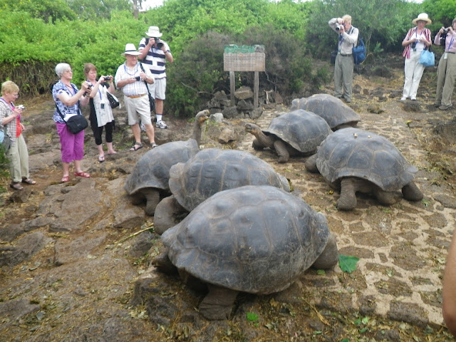Giants tortoises at Charles Darwin research center 