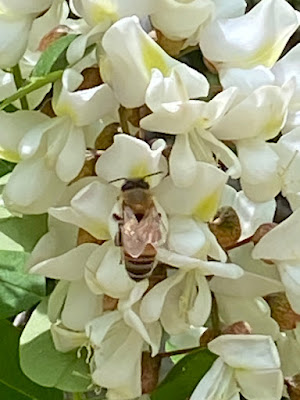 아카시아 꽃과 꿀벌