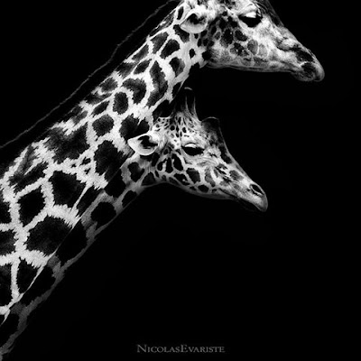 black and white photos of animals. Animals In Black And White