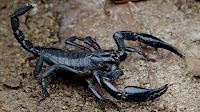 Scorpion pictures_Archinida Scorpionida