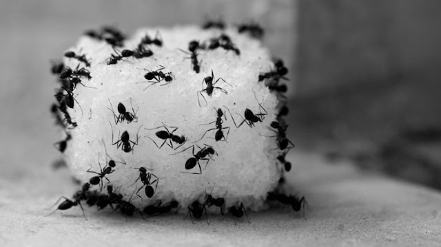 Inilah 8 Petua Orang Lama Untuk Halau Semut Dalam Bekas Gula