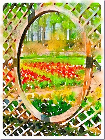 tulipsoval