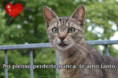 Imágenes de gatitos tiernos con frases y textos bonitos