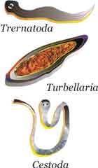 Filum Platyhelminthes Pictures and reviews  Contoh 