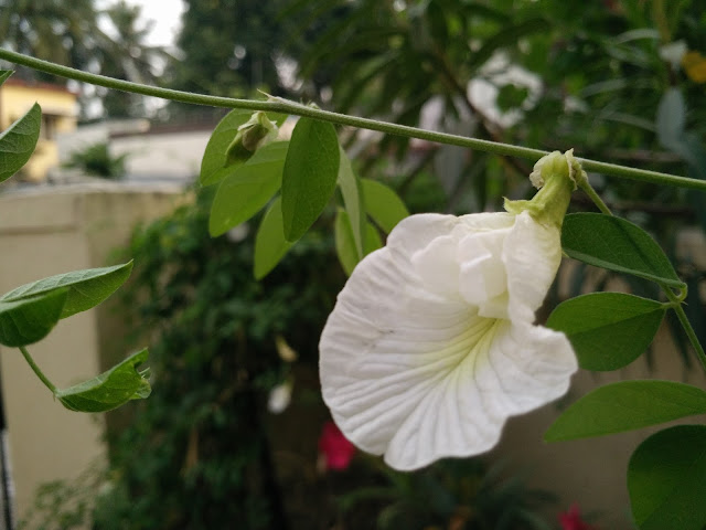 Đánh giá camera Oppo R5 