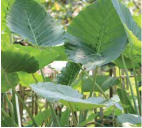 ທູນ Colocasia gigantea (Blume) Hook.f. ARACEAEລັກສະນະພືດສາດທູນ: ທູນ ເປັນພືດລົ້ມລຸກຫລາຍປີ