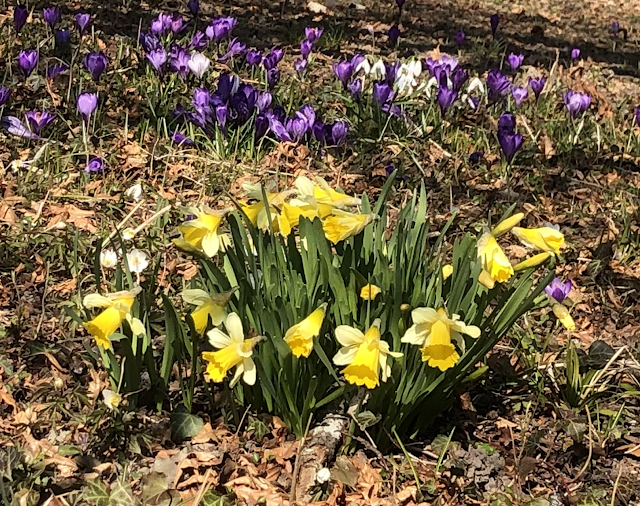yellow daffodils with green leaves with dark purple crocuses in the background. The ground is covered in brown leaves.