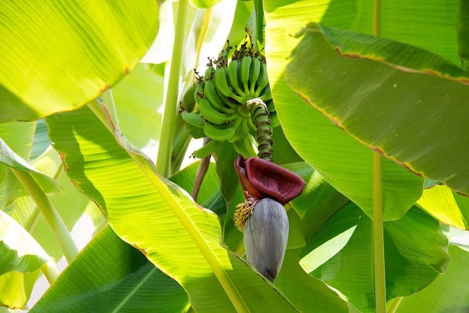 Daun pisang