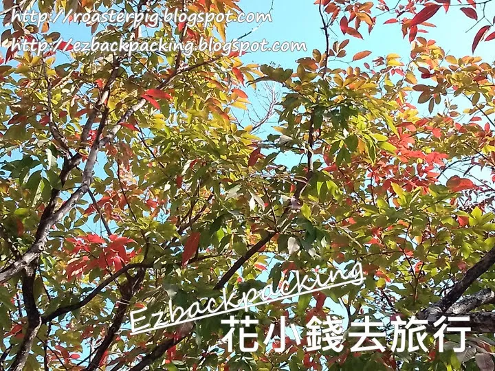 尖沙咀紅葉