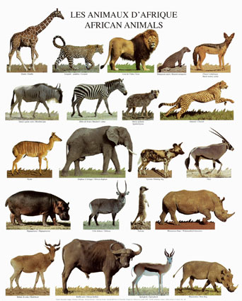Images Of Animals In Africa. fauna of world