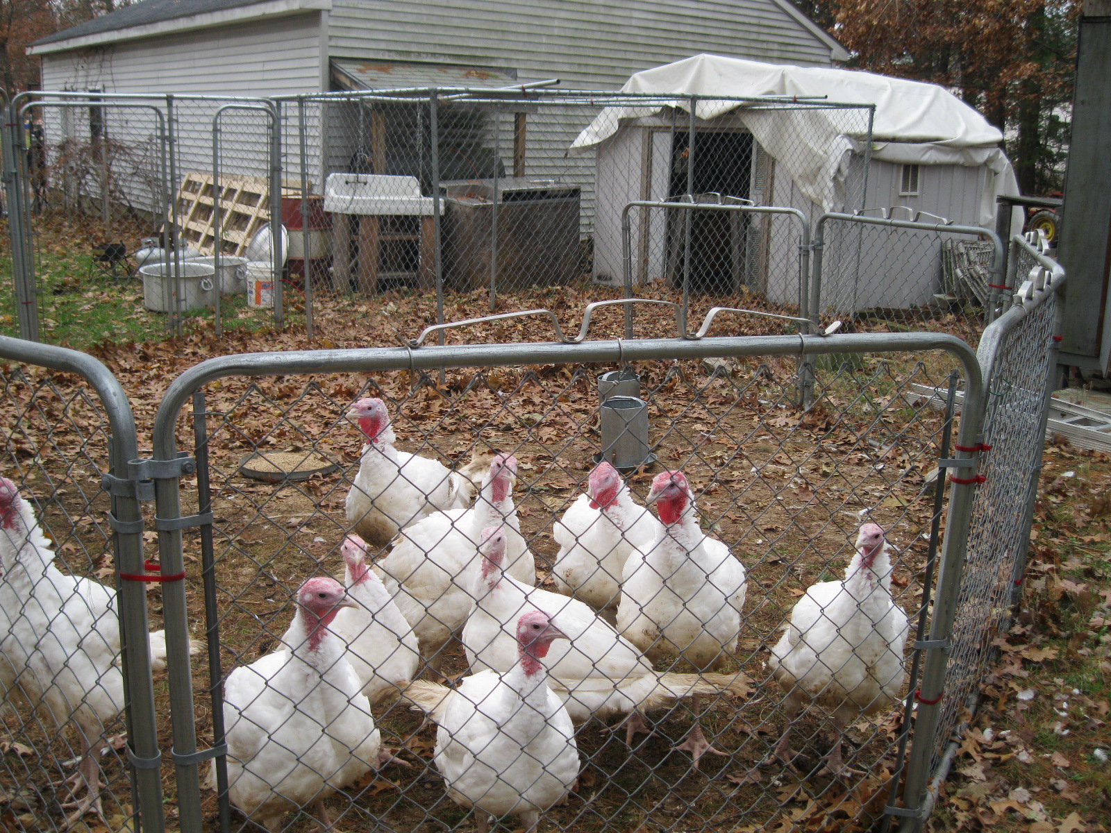 Thinking About Raising Turkeys Community Chickens
