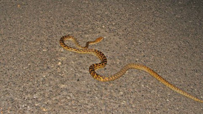 Australian Scrub Python