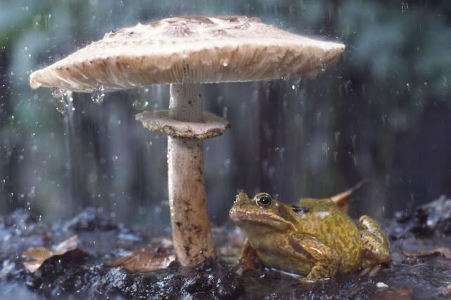 Animals With Natural Umbrellas. Creatures + rain = umbrella