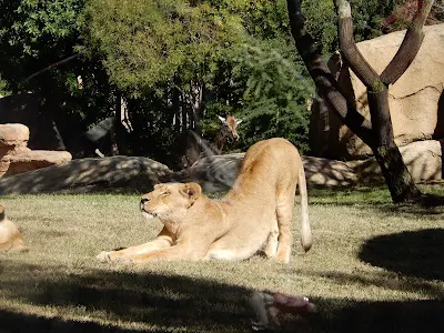 BIOPARC Valenciaのライオン