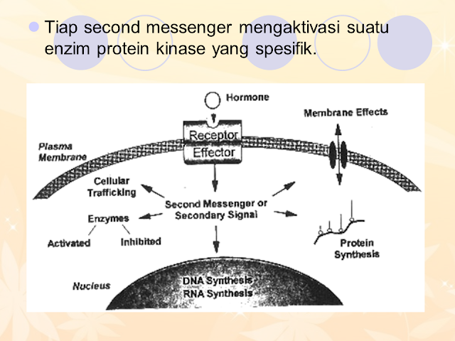 System "Second Messenger"