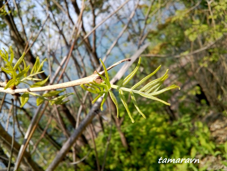 Бархат амурский (Phellodendron amurense)