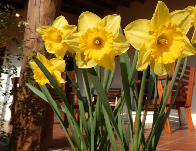 Narcisos en flor-Chacra Educativa Santa Lucía