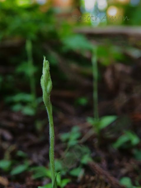 Goodyera schlechtendaliana