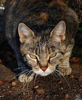 Gato (Felis catus)