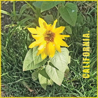 California backyard sunflower