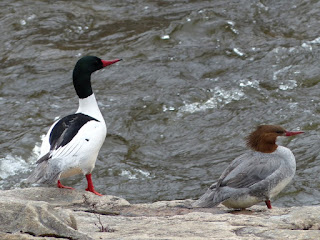 Mergus merganser - Grand Harle - Harle bièvre