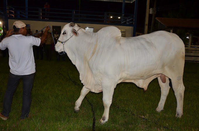 Demonstração de animais marca abertura oficial da Expoimp 2012