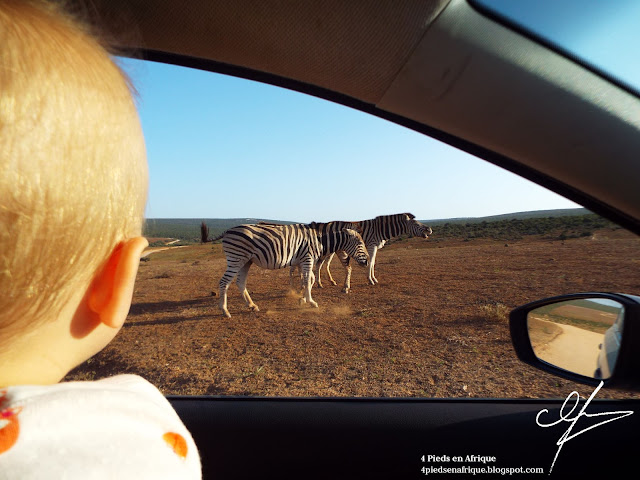 Bébé en safari : rencontre avec les zèbres