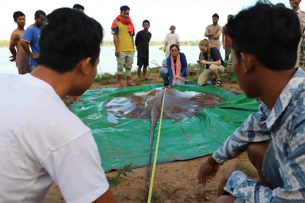 柬埔寨北部湄公河捕獲巨型魟魚｜刷新世界最大淡水魚紀錄