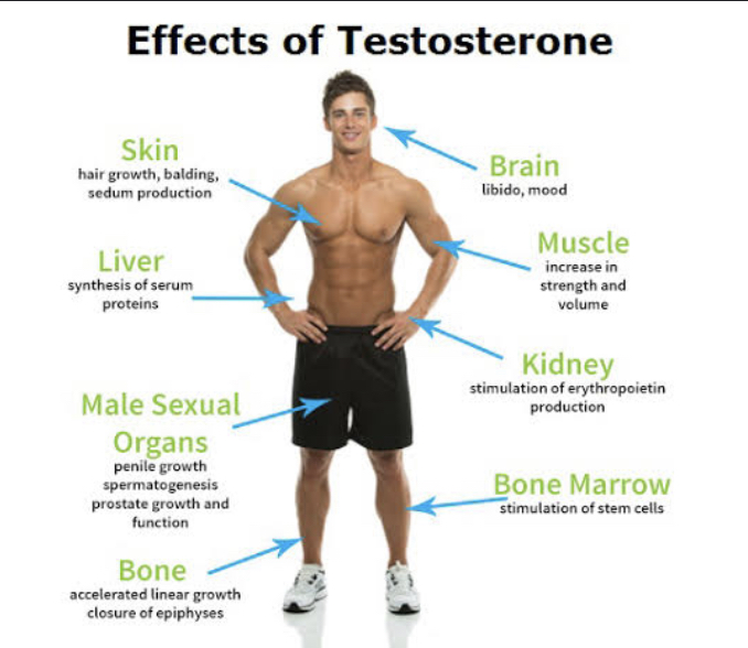 Optimizing testosterone levels