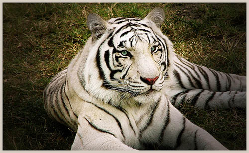 mac wallpaper tiger. Cute White Tiger Wallpaper.