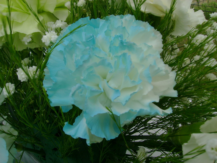 types of flowers easy to grow Carnation Baby Blue Flowers | 900 x 675