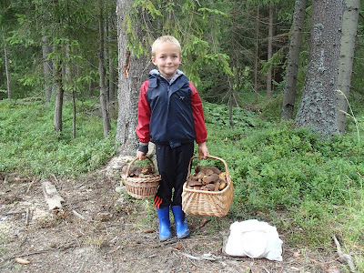 grzyby 2017, grzyby na Orawie, grzyby w lipcu, grzyby podziemne, piestrak jadalny, borowiki, goryczak żółciowy, muchomor królewski