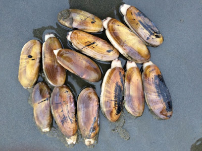 Razor clams inspired researchers in biomimetics to learn how the clams were able to dig so efficiently