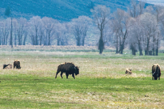 Bison Herd near Uhl Hill and Elk Ranch Flats at Grand Tetons National Park Wyoming