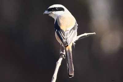 Long-tailed Shrike