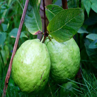 G2R Guava Fruit Land Escape