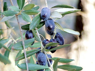 Olives in Latrun Monastery garden