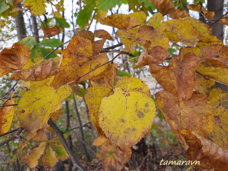 Липа амурская (Tilia amurensis)