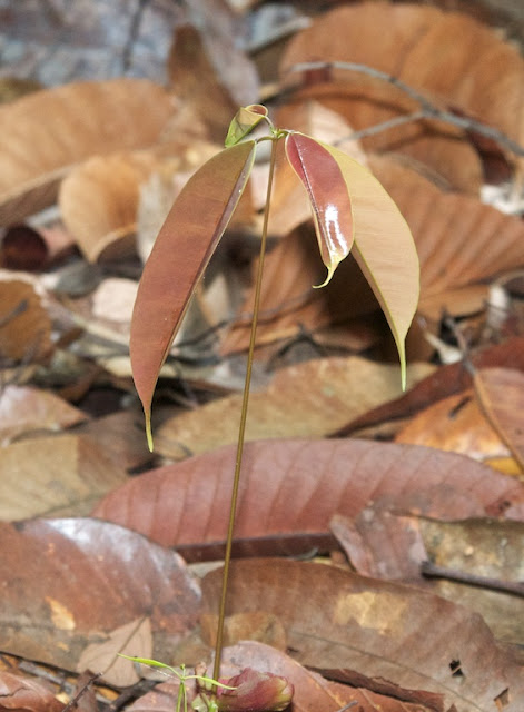 dipterocarp seedlings 