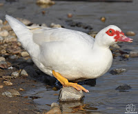 PATO CRIOLLO (Cairina moschata)