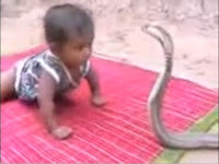 Video Bayi VS Ular Cobra, Ngeri