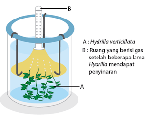 Gerak Tumbuhan dan Fotosintesis | Materi IPA Kelas 8